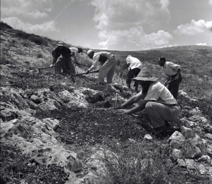 Baumpflanzungen in Gilboa, ca 1960. Foto משה שוויקי -via PikiWiki - Israel , Gemeinfrei, Wikimedia Commons.