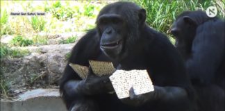 Auch Affen essen Matzebrote. Foto Screenshot Youtube