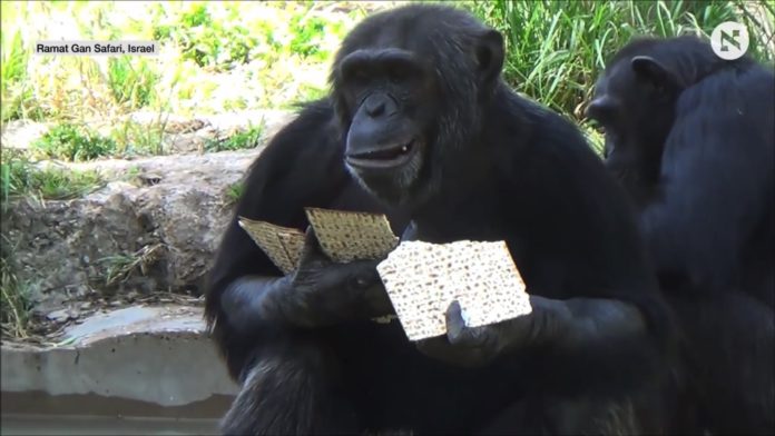 Auch Affen essen Matzebrote. Foto Screenshot Youtube