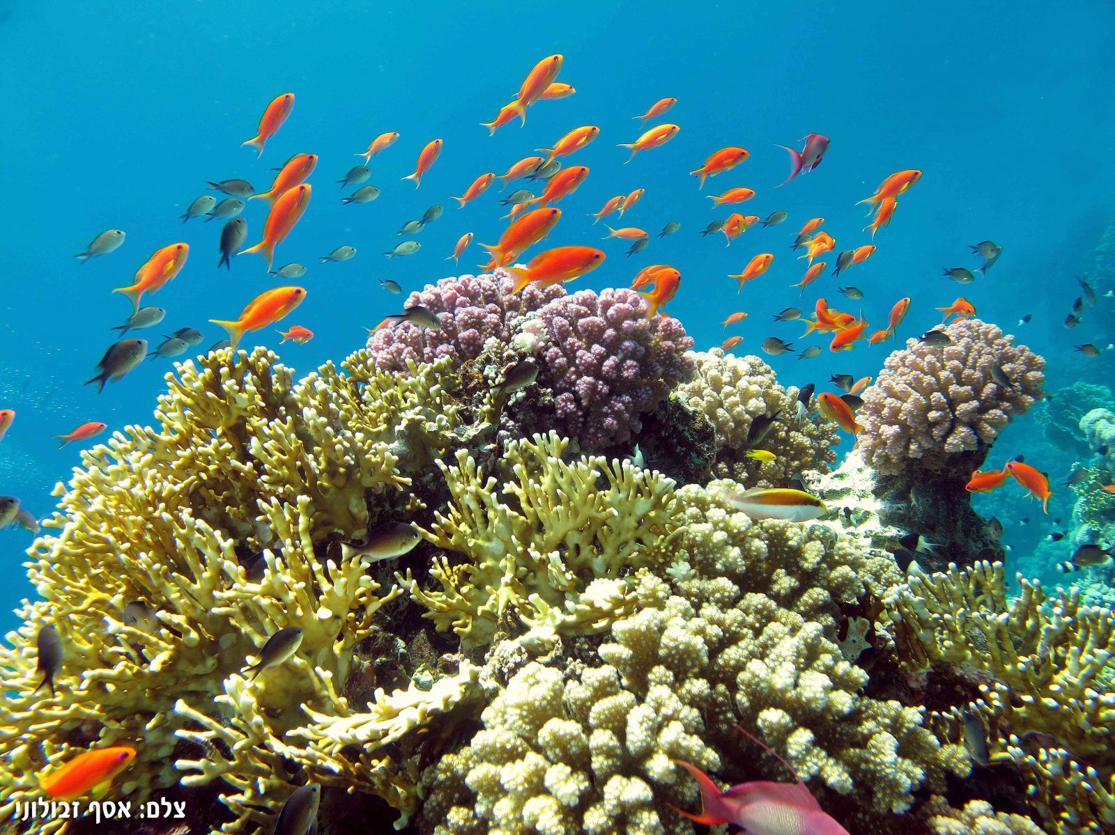 ökosystem Korallenriff