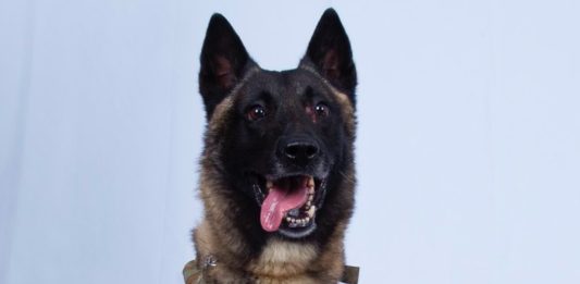Conan ist ein militärischer Sondereinsatzhund in den USA (Delta Force). Er ist ein belgischer Malinois und wurde wegen seines zotteligen Haares nach Conan O'Brien benannt. Conan nahm an der Razzia teil, die am 27. Oktober 2019 zum Tod von Abu Bakr al-Baghdadi, dem Führer des islamischen Staates, führte. Er verfolgte al-Baghdadi in einen Tunnel, bevor al-Baghdadi seine Selbstmordweste zur Explosion brachte. General Kenneth F. McKenzie Jr. erklärte am 30. Oktober, dass Conan während des Überfalls verletzt wurde, sich aber erholt hat und wieder im Dienst sei. Foto White House, Public Domain, https://commons.wikimedia.org/w/index.php?curid=83474219