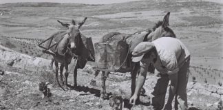 Ein Kibbuz-Mitglied bewässert im April 1947 junge Reben auf dem Hang unterhalb der Siedlung von Kfar Etzion. Foto GPO (Israel), CC BY-SA 3.0, https://commons.wikimedia.org/w/index.php?curid=22807142