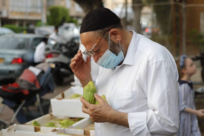 Das untersuchen der Etrog (Zitronenbaumfrüchte) in einer Strasse in Bnei Brak, vor dem jüdischen Fest von Sukkot während des Coronavirus Lockdown. Bnei Brak, 30. September 2020. Foto Eitan Elhadez-Barak/TPS