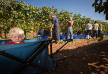 Weinlese in den Weinbergen von Shiloh in Samaria in Zusammenarbeit mit dem internationalen Programm "HaYovel". Foto Hillel Maeir/TPS