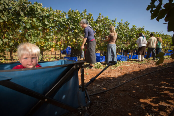 Weinlese in den Weinbergen von Shiloh in Samaria in Zusammenarbeit mit dem internationalen Programm 