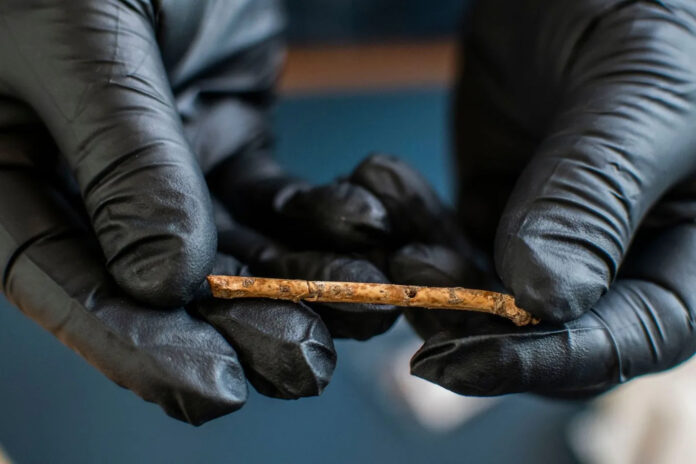 Eine der sieben im Hula-Tal gefundenen Miniatur-Knochenflöten aus der Zeit vor mehr als 12.000 Jahren. Foto Yoli Schwartz, Israel Antiquities Authority.