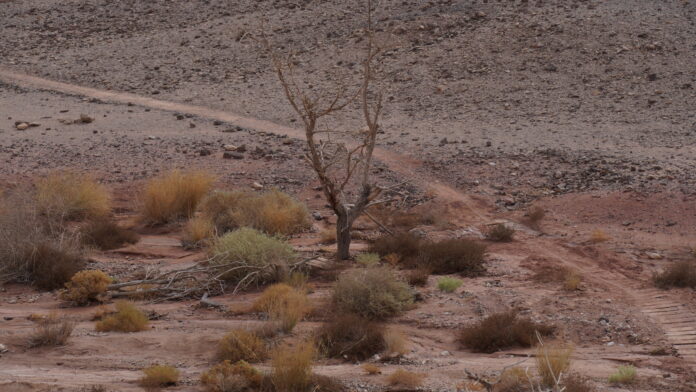 Symbolbild. Trockener Akazienbaum in der Wüste Negev. Foto IMAGO / PanthermediaSymbolbild. Trockener Akazienbaum in der Wüste Negev. Foto IMAGO / Panthermedia