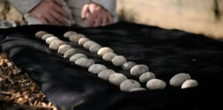 Die antiken Schleudersteine, die von der Antikenbehörde Israels (IAA) gefunden wurden, gelten als die frühesten Beweise für Kriegsführung in der Region. Foto Emil Aladjem / Israel Antiquities Authority