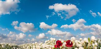 Die Felder eines Kibbuz im Frühling. Foto IMAGO / Zoonar